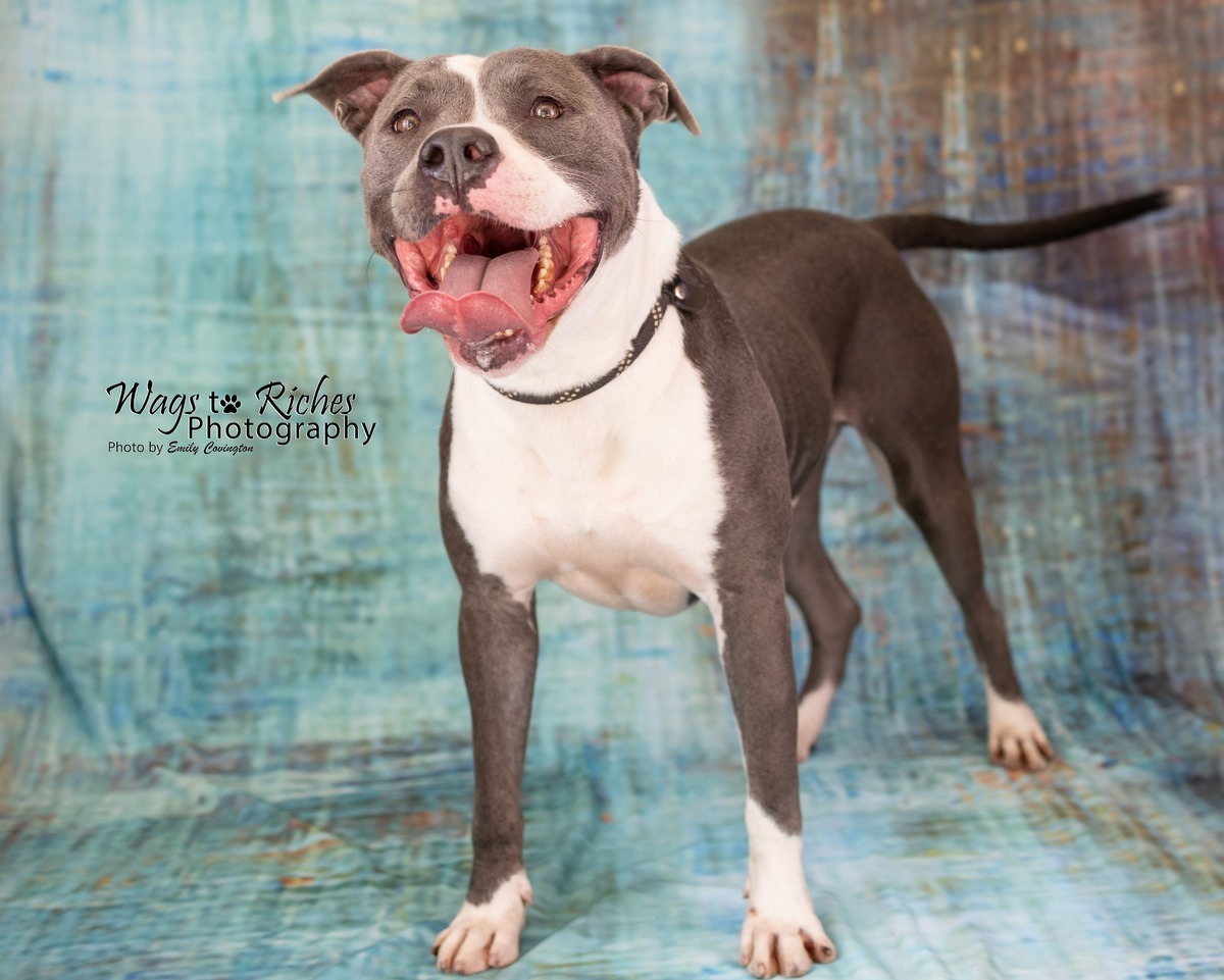Tobias, an adoptable Pit Bull Terrier in Anniston, AL, 36201 | Photo Image 4