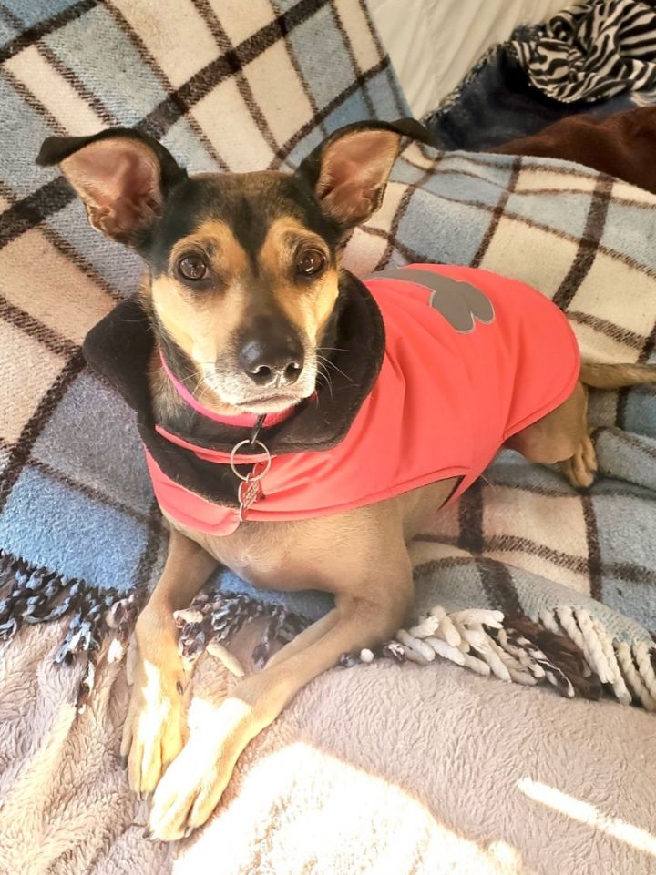 Holly, an adoptable German Pinscher Mix in Agua Dulce, CA_image-3