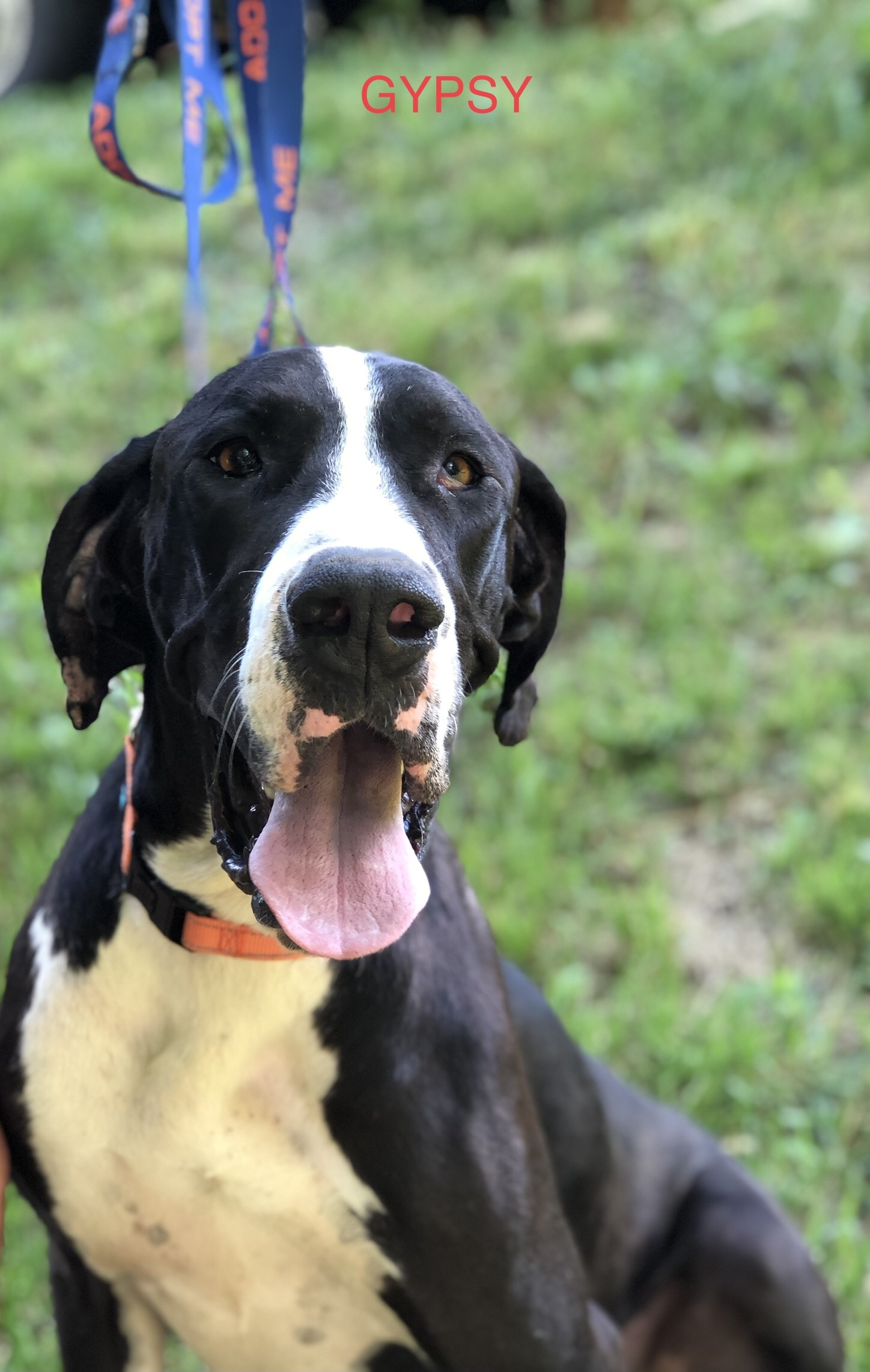 Gypsy, an adoptable Great Dane in Paoli, IN, 47454 | Photo Image 2