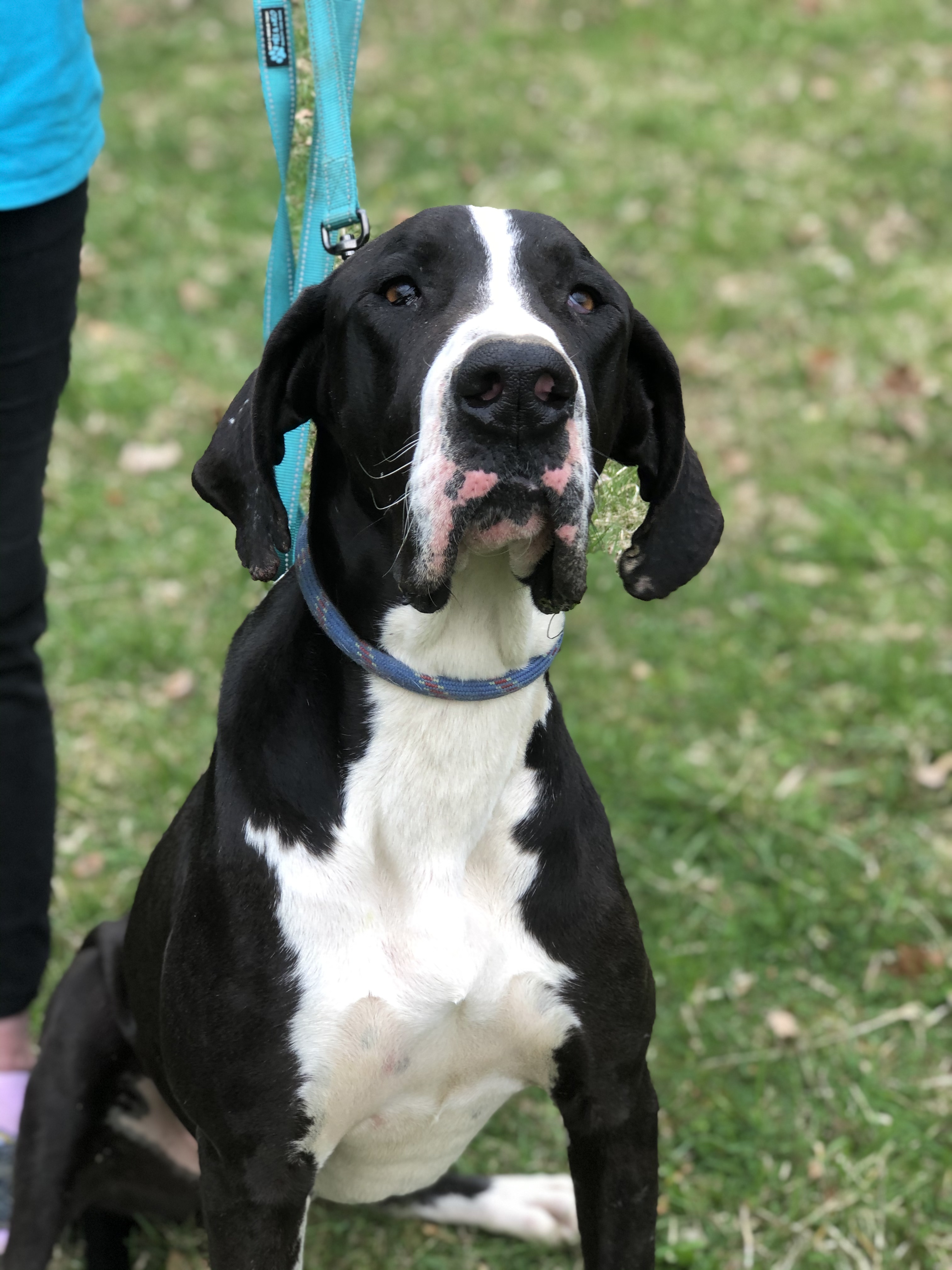 Gypsy, an adoptable Great Dane in Paoli, IN, 47454 | Photo Image 3