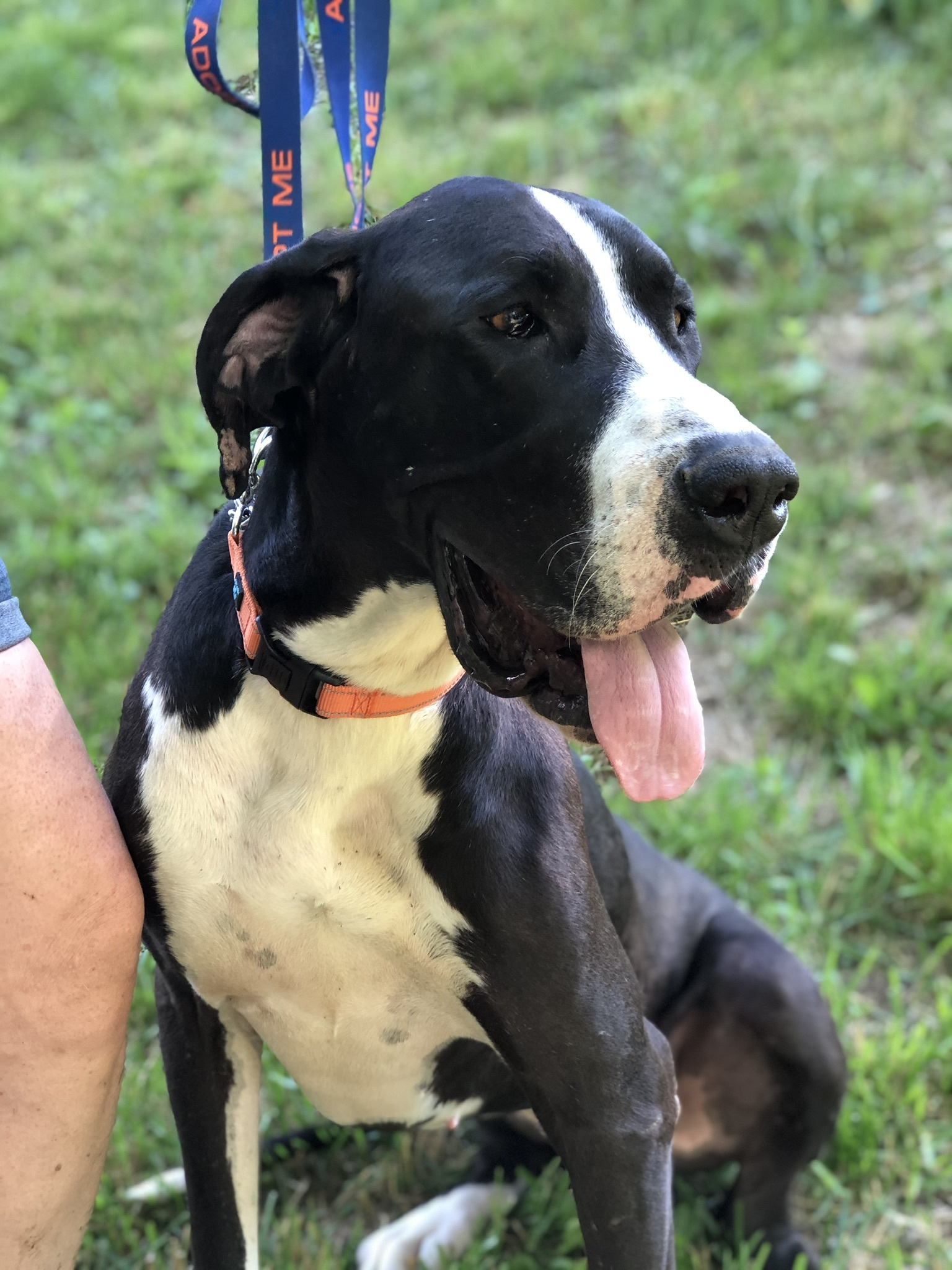 Gypsy, an adoptable Great Dane in Paoli, IN, 47454 | Photo Image 4