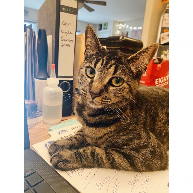 Cat for adoption - Berry, a Tabby in Philadelphia, PA ...
