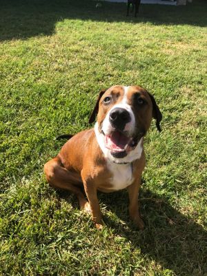 Hi My name is Thor Im a super sweet 4 year old Boxer mix looking for my furever home I