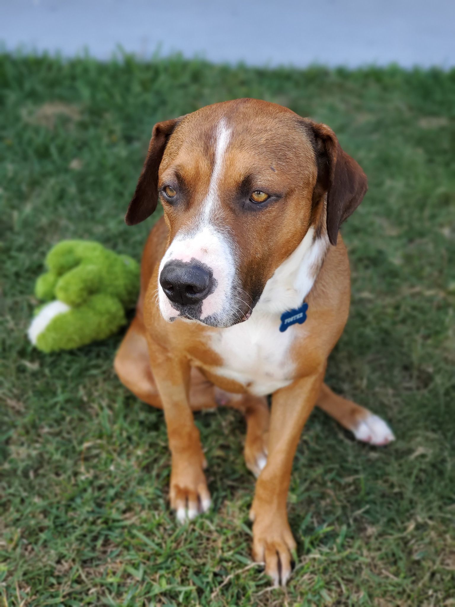 Thor, an adoptable Boxer, Beagle in Lynnwood, WA, 98036 | Photo Image 4
