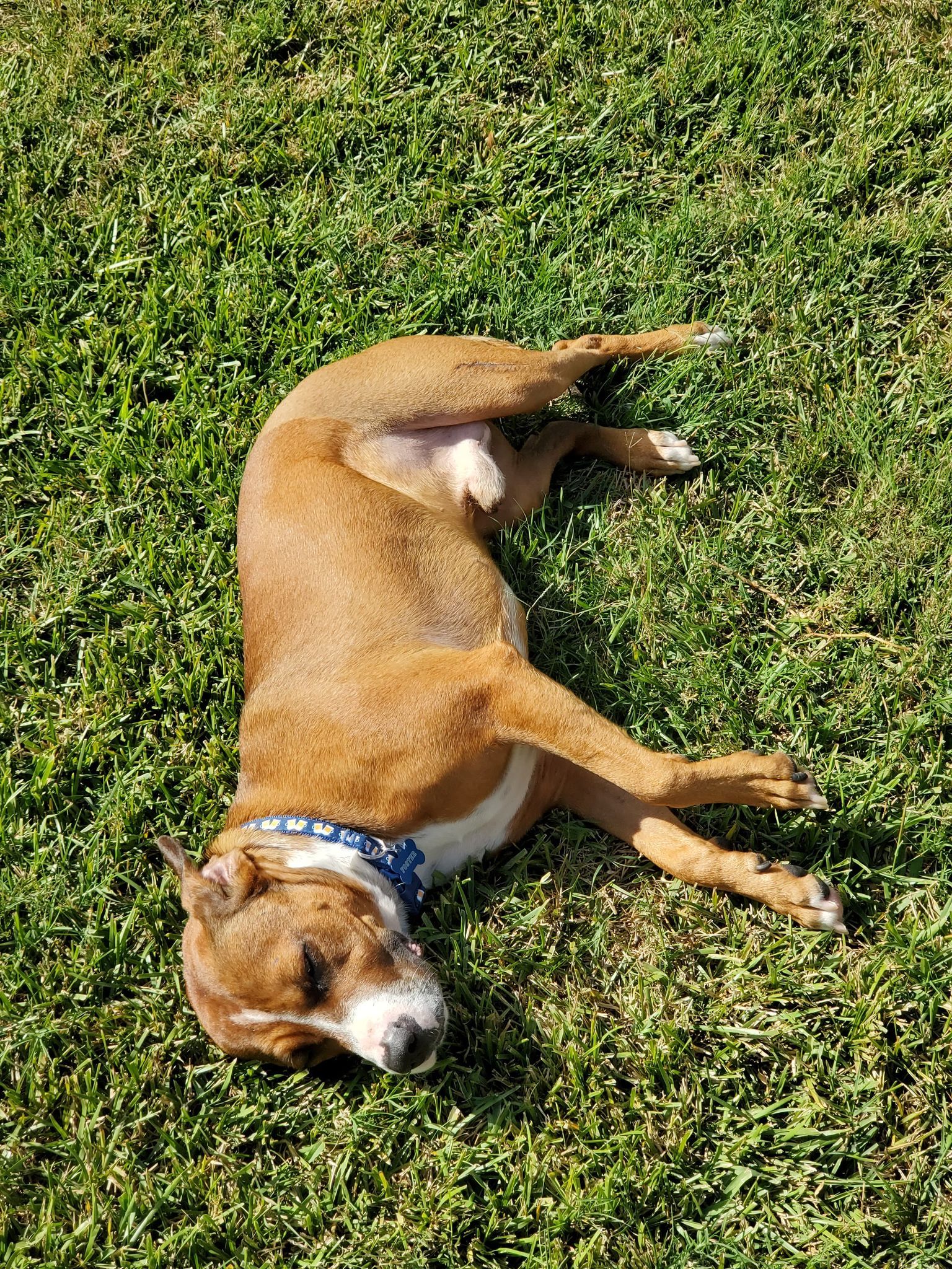Thor, an adoptable Boxer, Beagle in Lynnwood, WA, 98036 | Photo Image 5