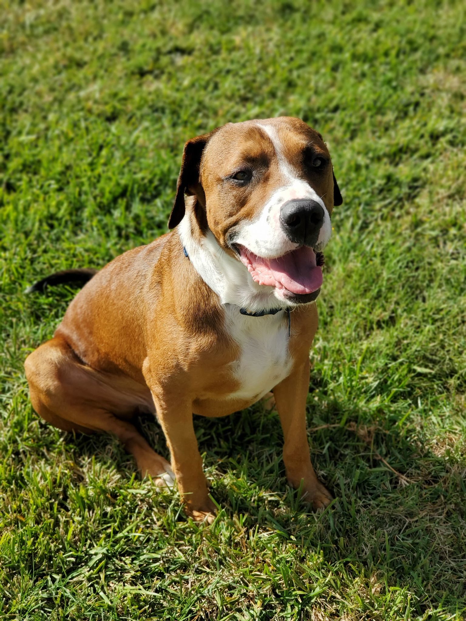Thor, an adoptable Boxer, Beagle in Lynnwood, WA, 98036 | Photo Image 6