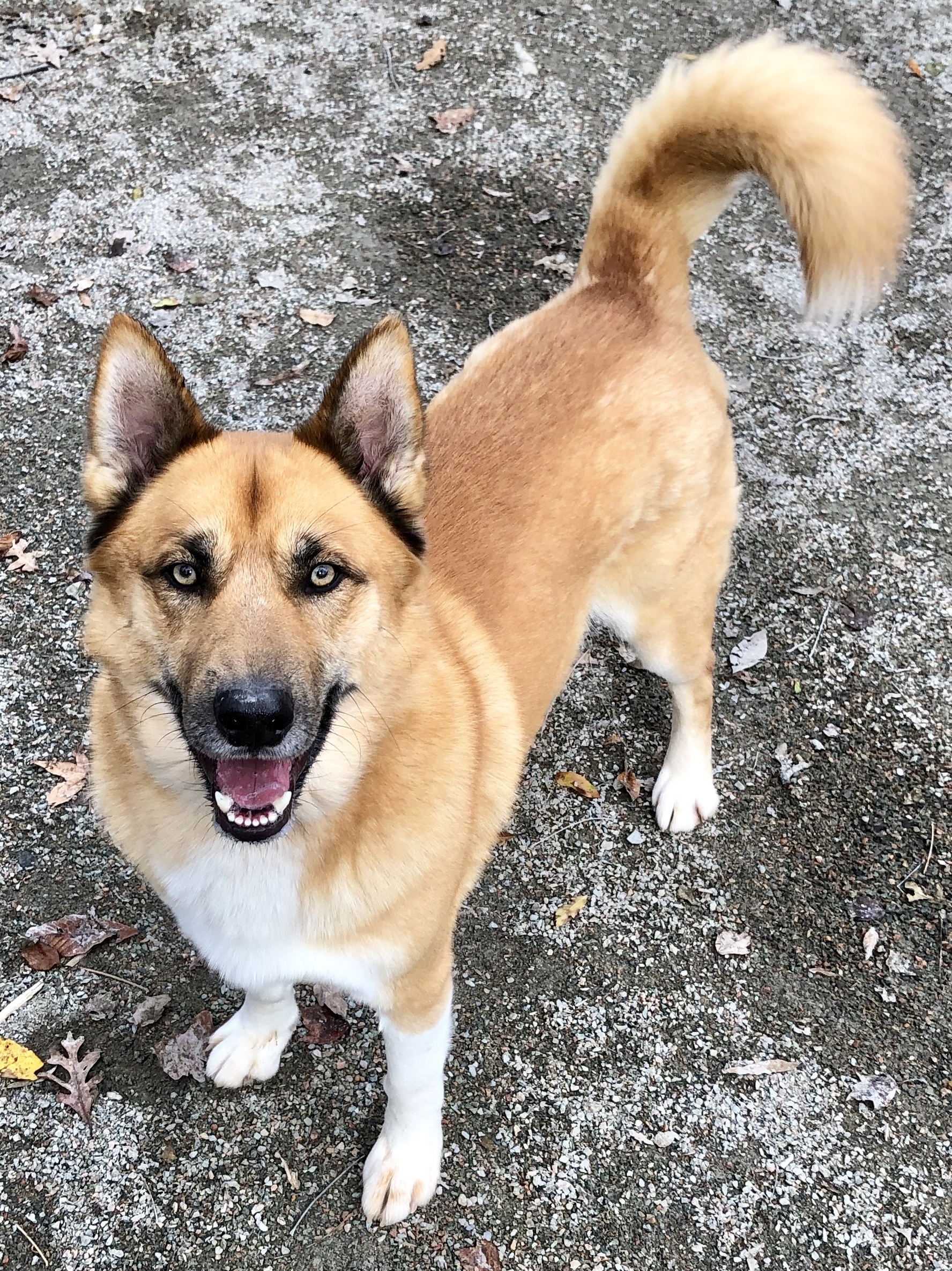 Xavier, an adoptable Akita in Richmond, VA, 23233 | Photo Image 2