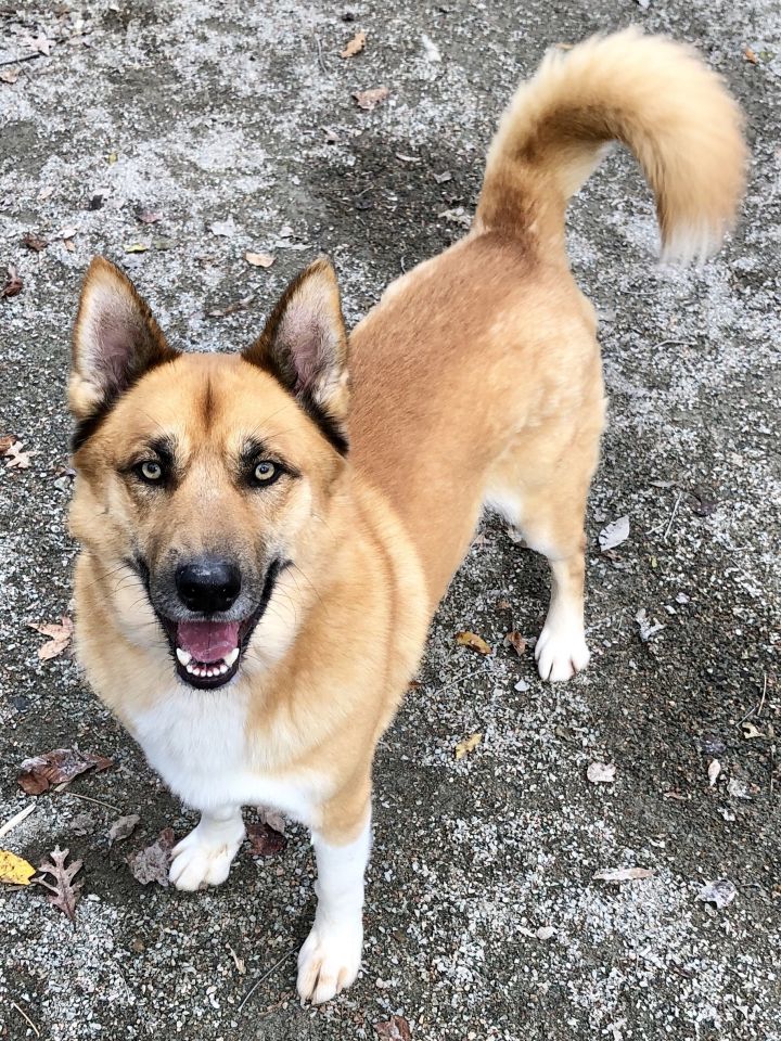 can a greyhound and a akita be friends