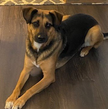 Chachi LOWER FEE, an adoptable Hound, Shepherd in Locust Fork, AL, 35097 | Photo Image 2