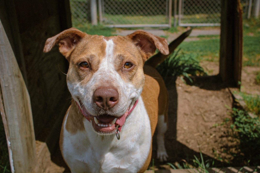 Alexa, an adoptable Pit Bull Terrier in Montrose, PA, 18801 | Photo Image 1