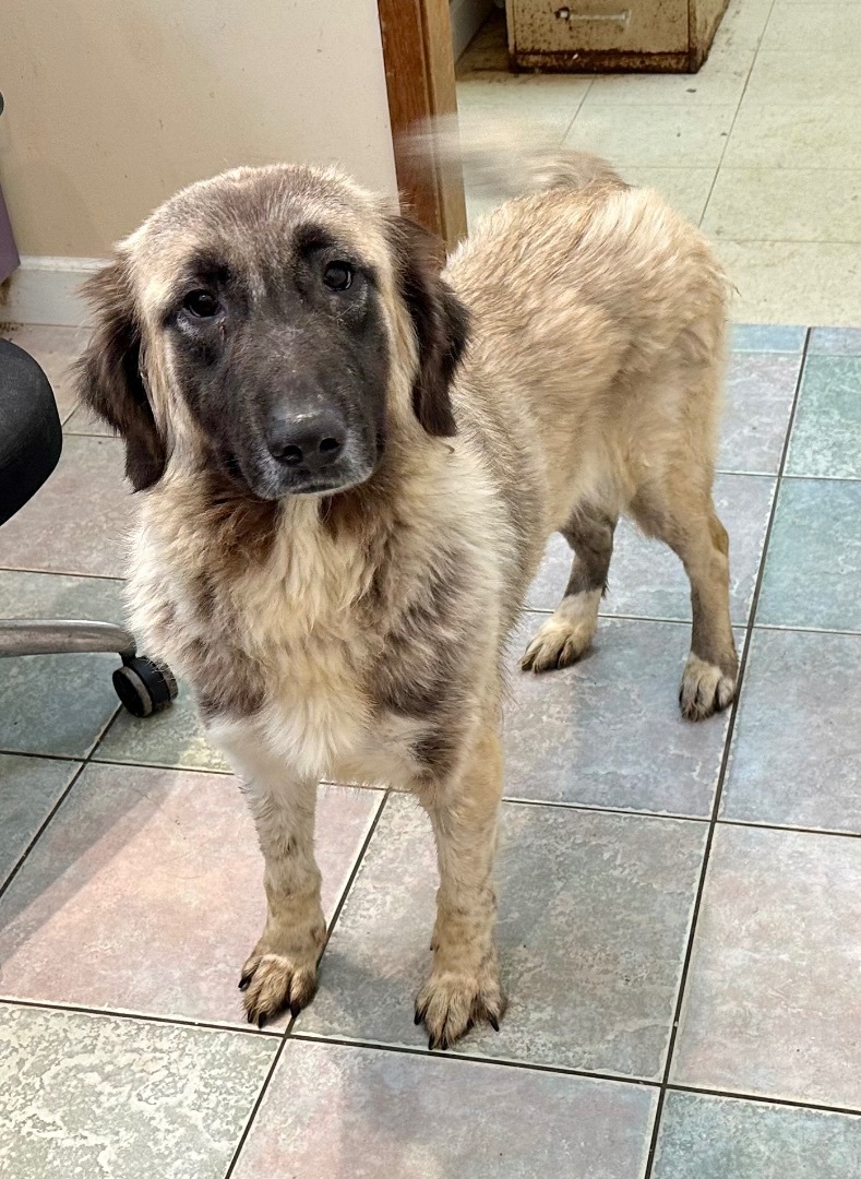A WHAT KIND OF DOODLE???, an adoptable Saint Bernard, Goldendoodle in Northwood, OH, 43619 | Photo Image 1