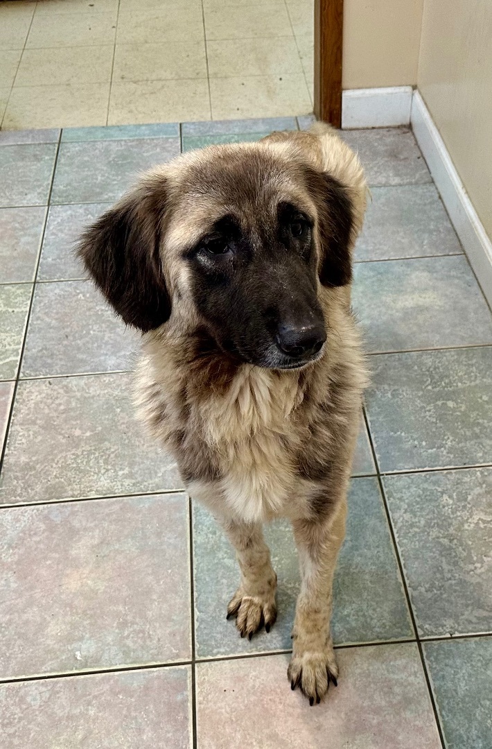 A WHAT KIND OF DOODLE???, an adoptable Saint Bernard, Goldendoodle in Northwood, OH, 43619 | Photo Image 2