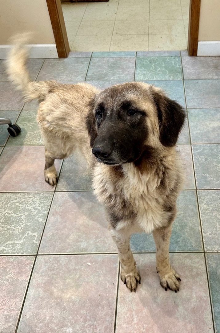 A WHAT KIND OF DOODLE???, an adoptable Saint Bernard, Goldendoodle in Northwood, OH, 43619 | Photo Image 3