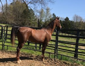 Manhattan&#39;s Praise Worthy (Paisley), Senior Female unknown