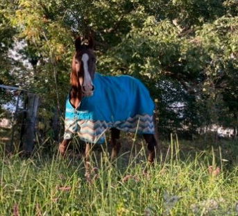 Manhattan's Praise Worthy (Paisley) 3