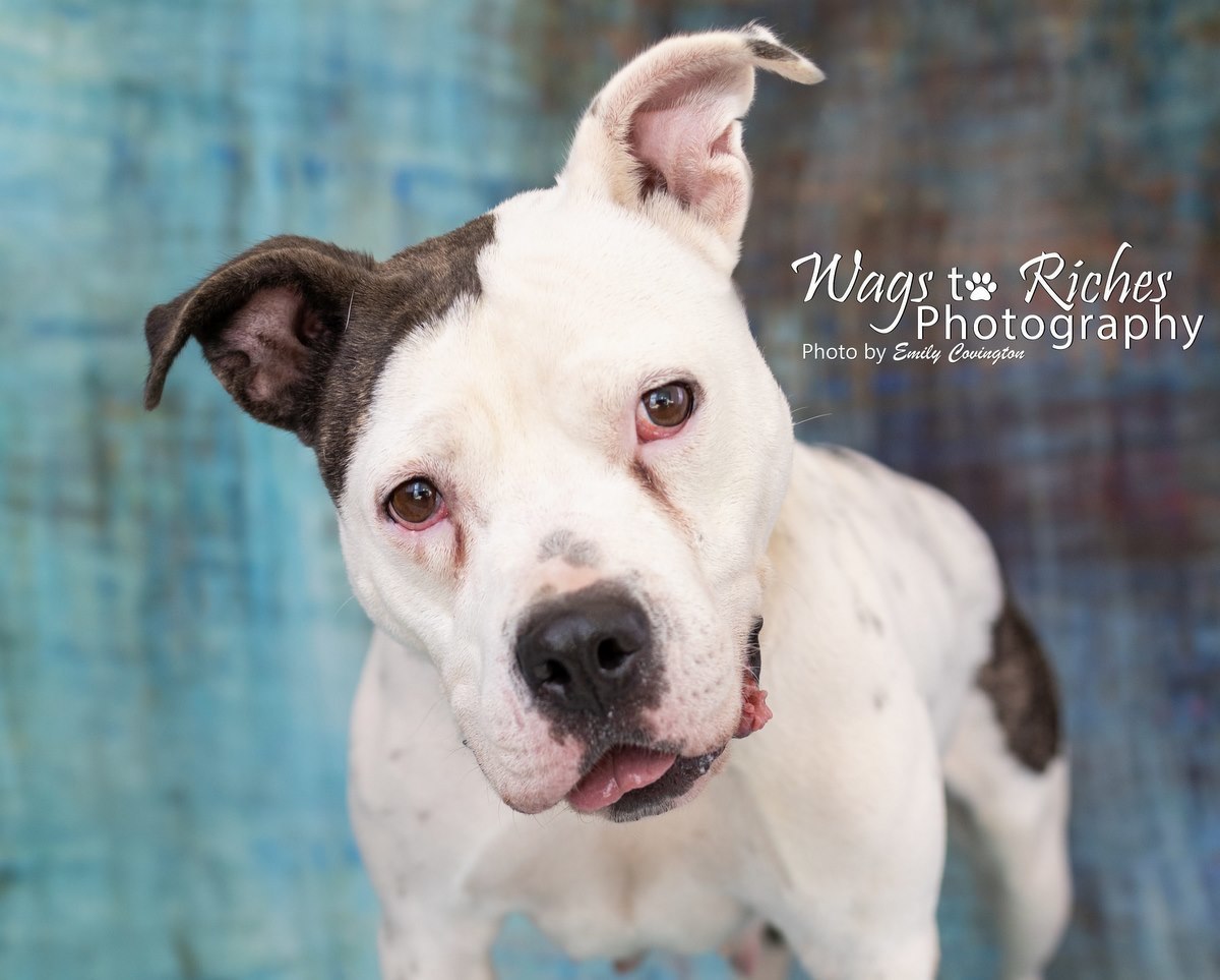 Katrina, an adoptable American Bulldog, English Bulldog in Anniston, AL, 36201 | Photo Image 1