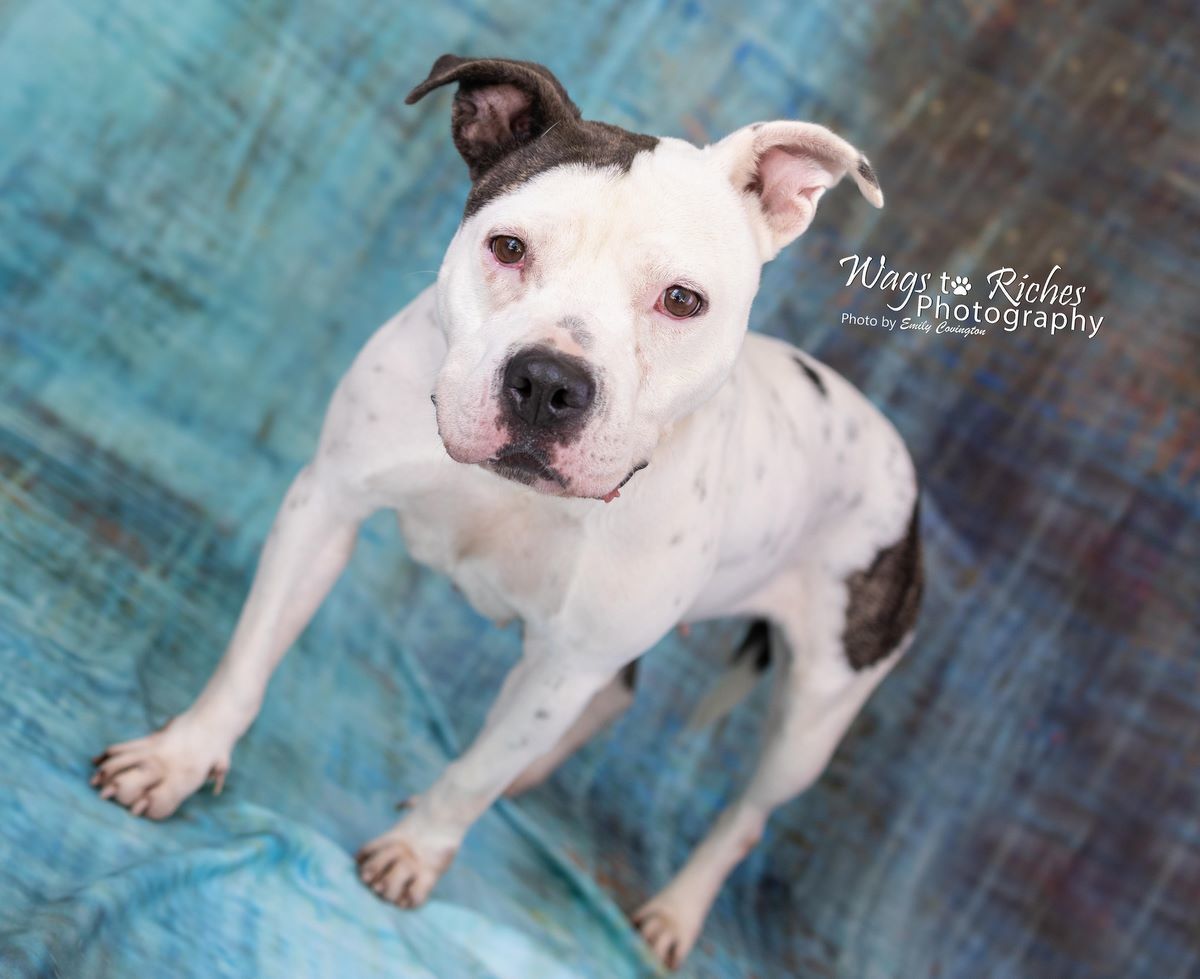 Katrina, an adoptable American Bulldog, English Bulldog in Anniston, AL, 36201 | Photo Image 2