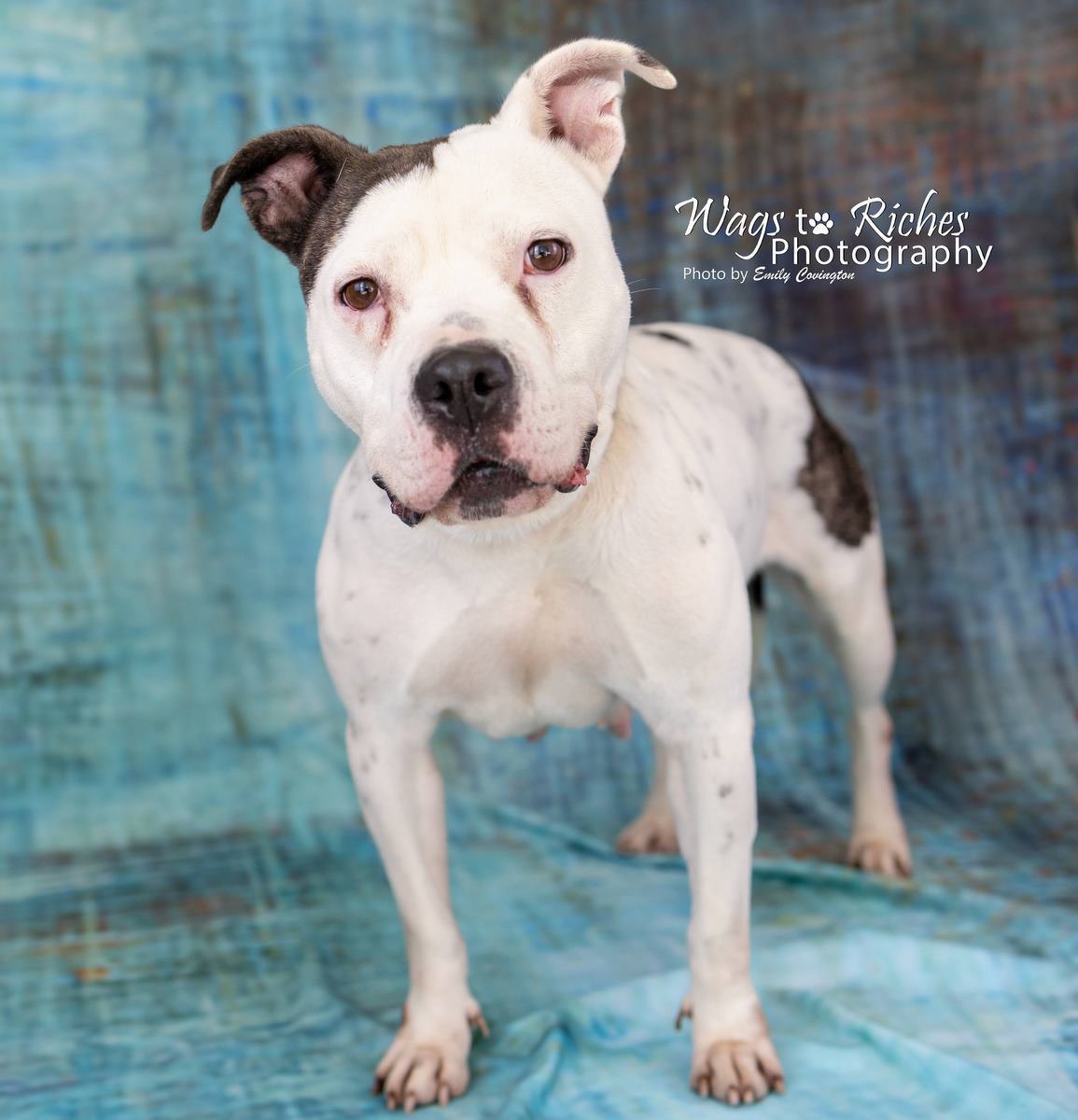 Katrina, an adoptable American Bulldog, English Bulldog in Anniston, AL, 36201 | Photo Image 3