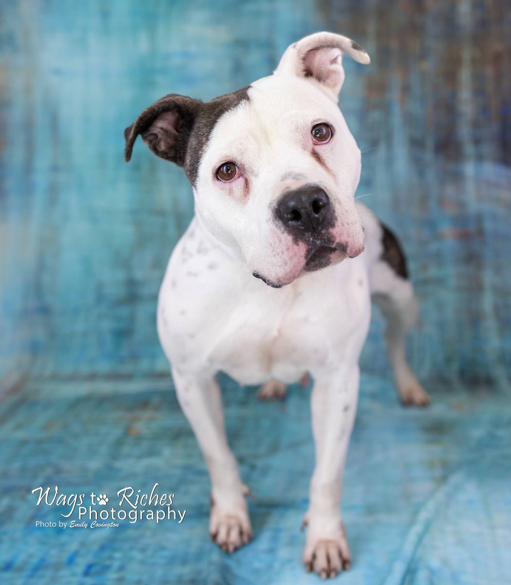 Katrina, an adoptable American Bulldog, English Bulldog in Anniston, AL, 36201 | Photo Image 4