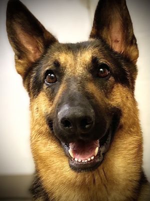 Dog For Adoption Cayden A German Shepherd Dog In Springdale Ar Petfinder