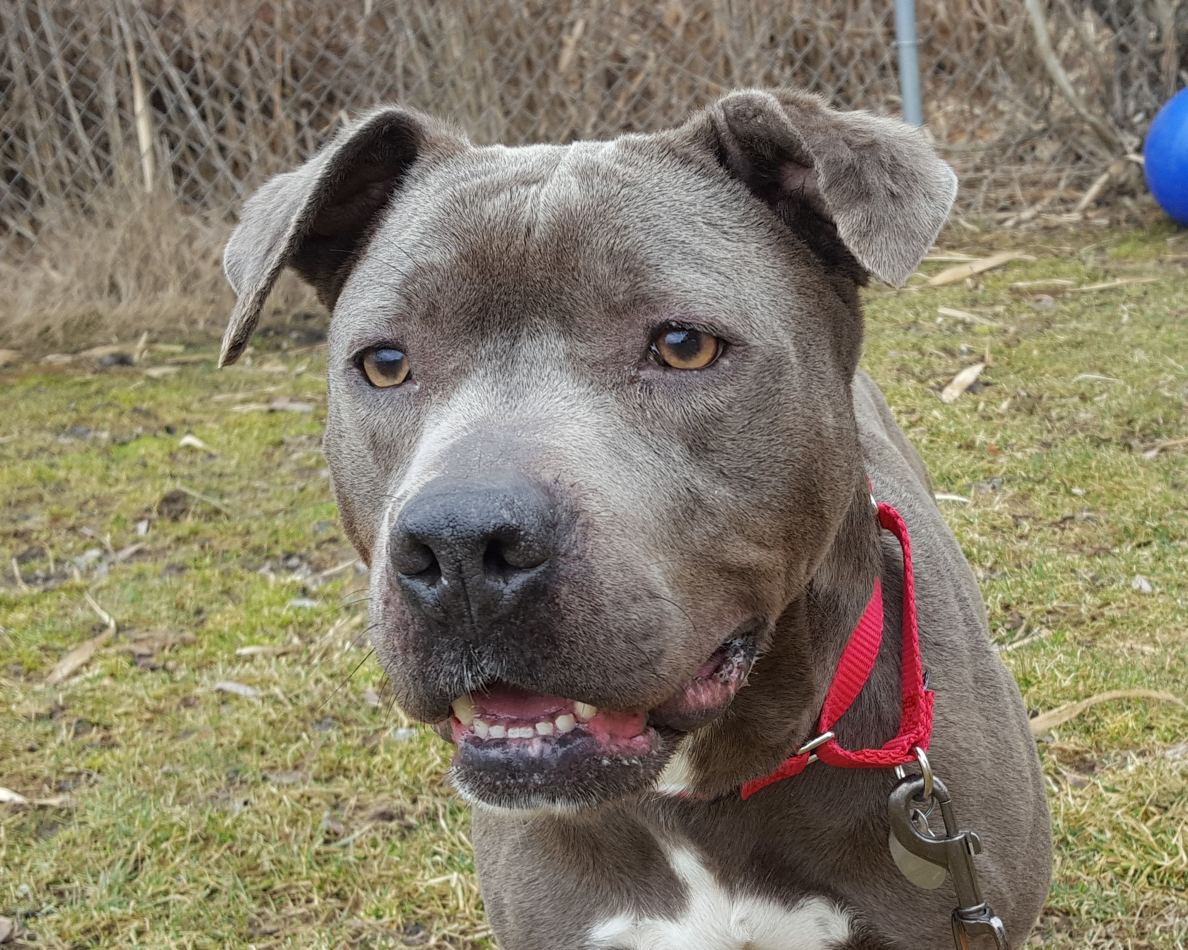 Wendy, an adoptable American Staffordshire Terrier in Grayslake, IL, 60030 | Photo Image 1