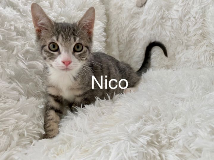 Nico 1