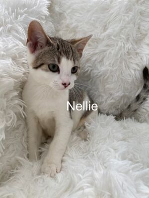 Cat for adoption - Nellie, a Tabby & Domestic Short Hair ...