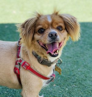 This is Chuck Chuck is a about 6 year old male spaniel mix He has the cutest face and a