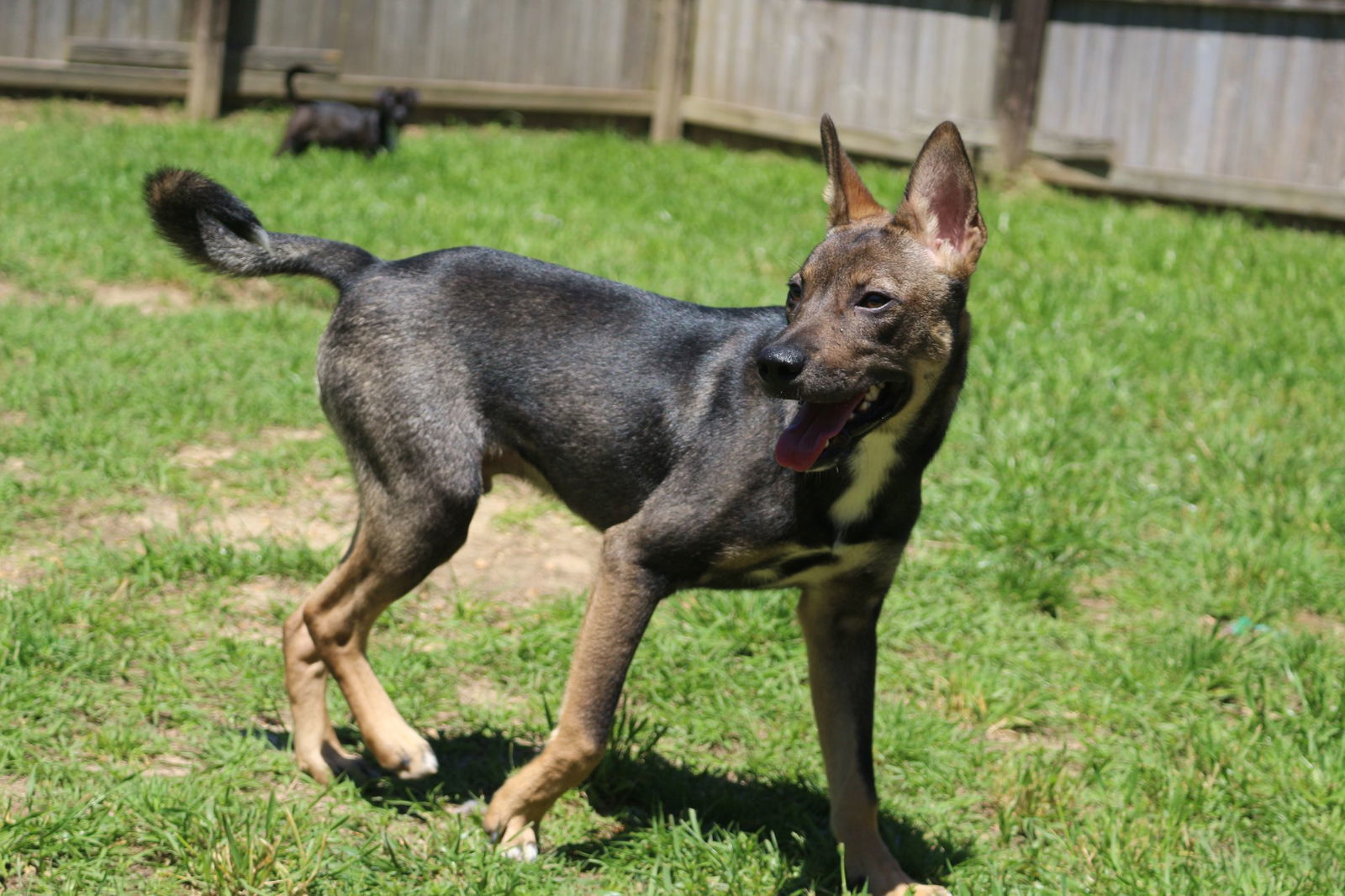 Wally, an adoptable Shepherd in Jackson, MS, 39213 | Photo Image 1