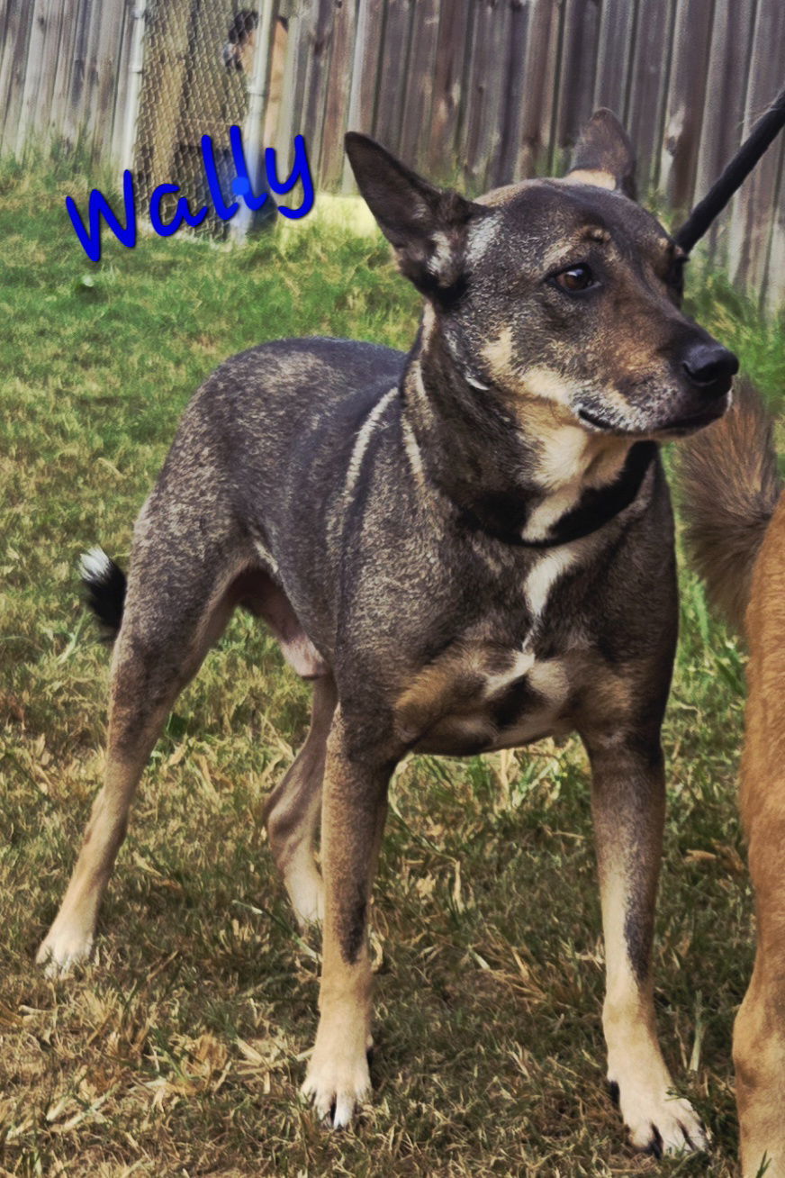 Wally, an adoptable Shepherd in Jackson, MS, 39213 | Photo Image 2