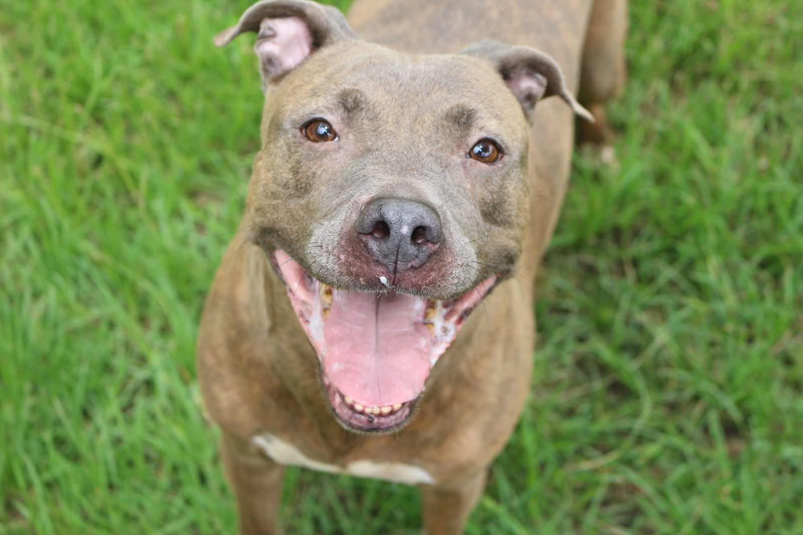 Pricilla, an adoptable American Staffordshire Terrier in Jackson, MS, 39213 | Photo Image 1