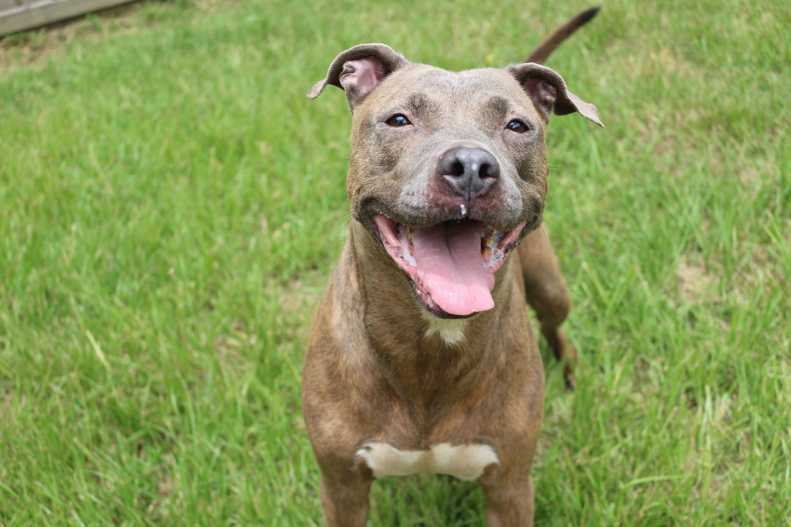 Pricilla, an adoptable American Staffordshire Terrier in Jackson, MS, 39213 | Photo Image 2