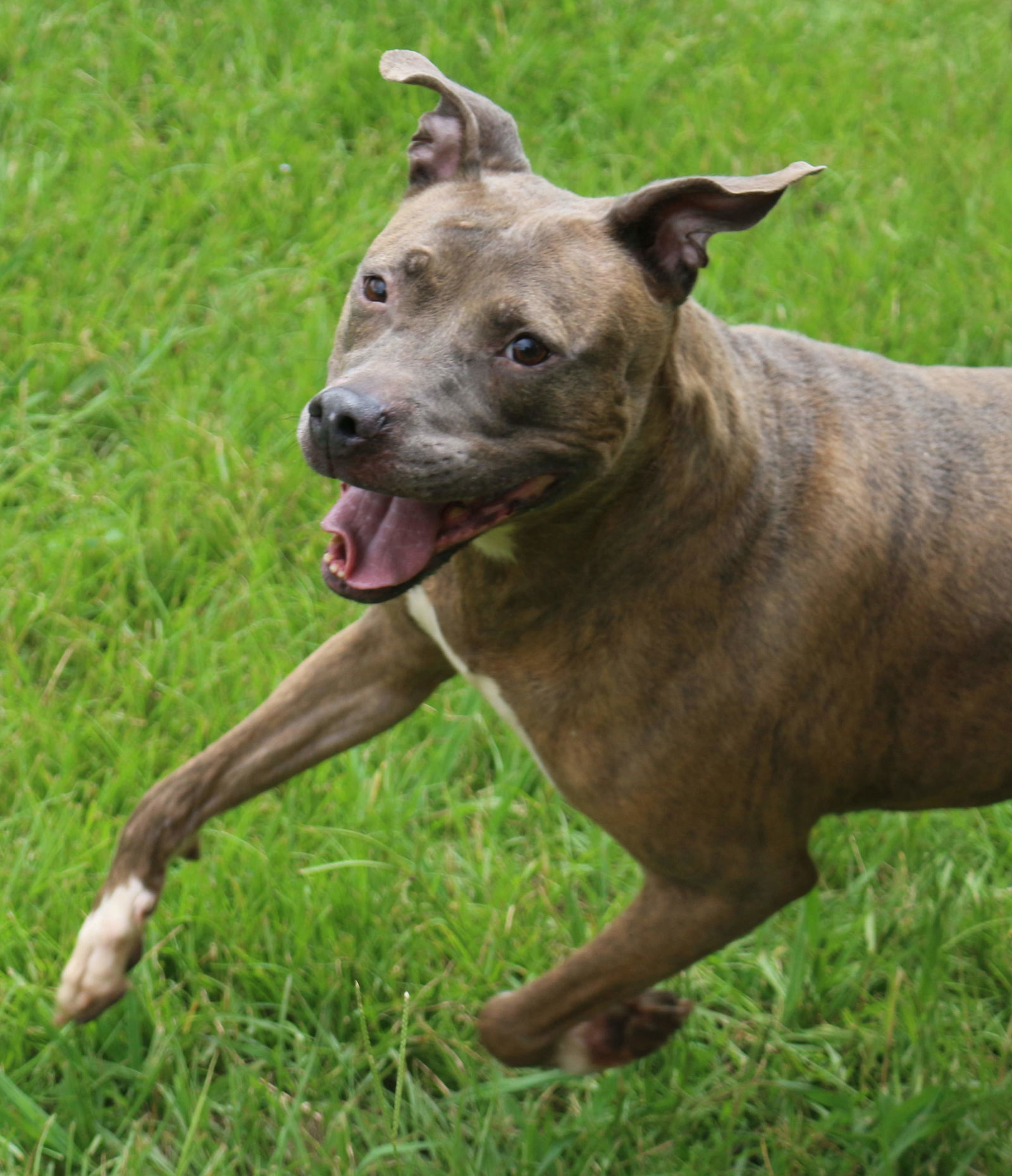 Pricilla, an adoptable American Staffordshire Terrier in Jackson, MS, 39213 | Photo Image 3