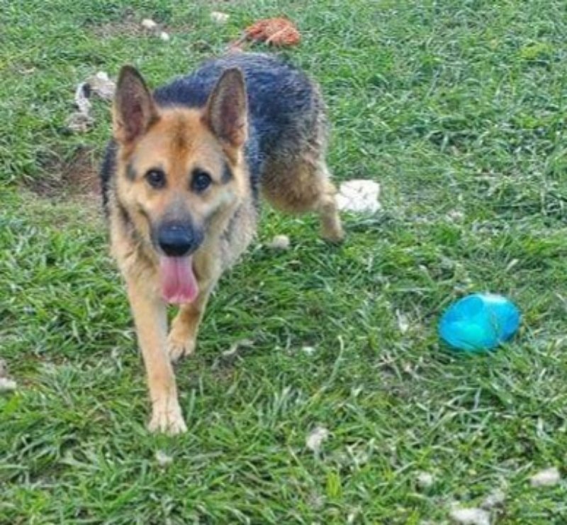 Senator ("Torrey"), an adoptable German Shepherd Dog, Siberian Husky in Winston Salem, NC, 27104 | Photo Image 1