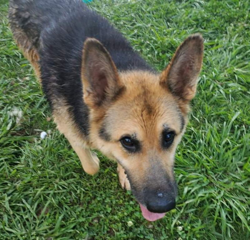 Senator ("Torrey"), an adoptable German Shepherd Dog, Siberian Husky in Winston Salem, NC, 27104 | Photo Image 2