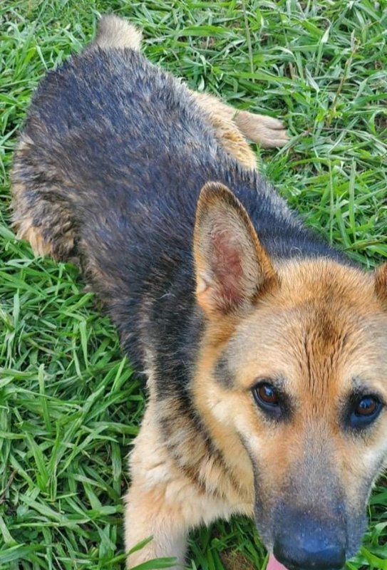 Senator ("Torrey"), an adoptable German Shepherd Dog, Siberian Husky in Winston Salem, NC, 27104 | Photo Image 3