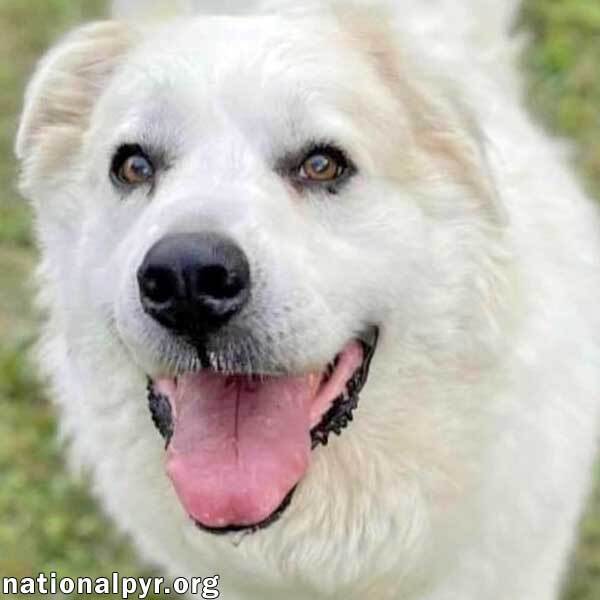 Luke in PA - Looking for the Good Life!, an adoptable Great Pyrenees in Altoona, PA, 16601 | Photo Image 1