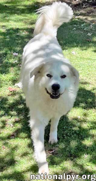 Luke in PA - Looking for the Good Life!, an adoptable Great Pyrenees in Altoona, PA, 16601 | Photo Image 2