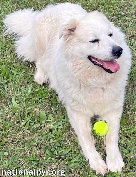 Pyrenees samoyed hot sale mix