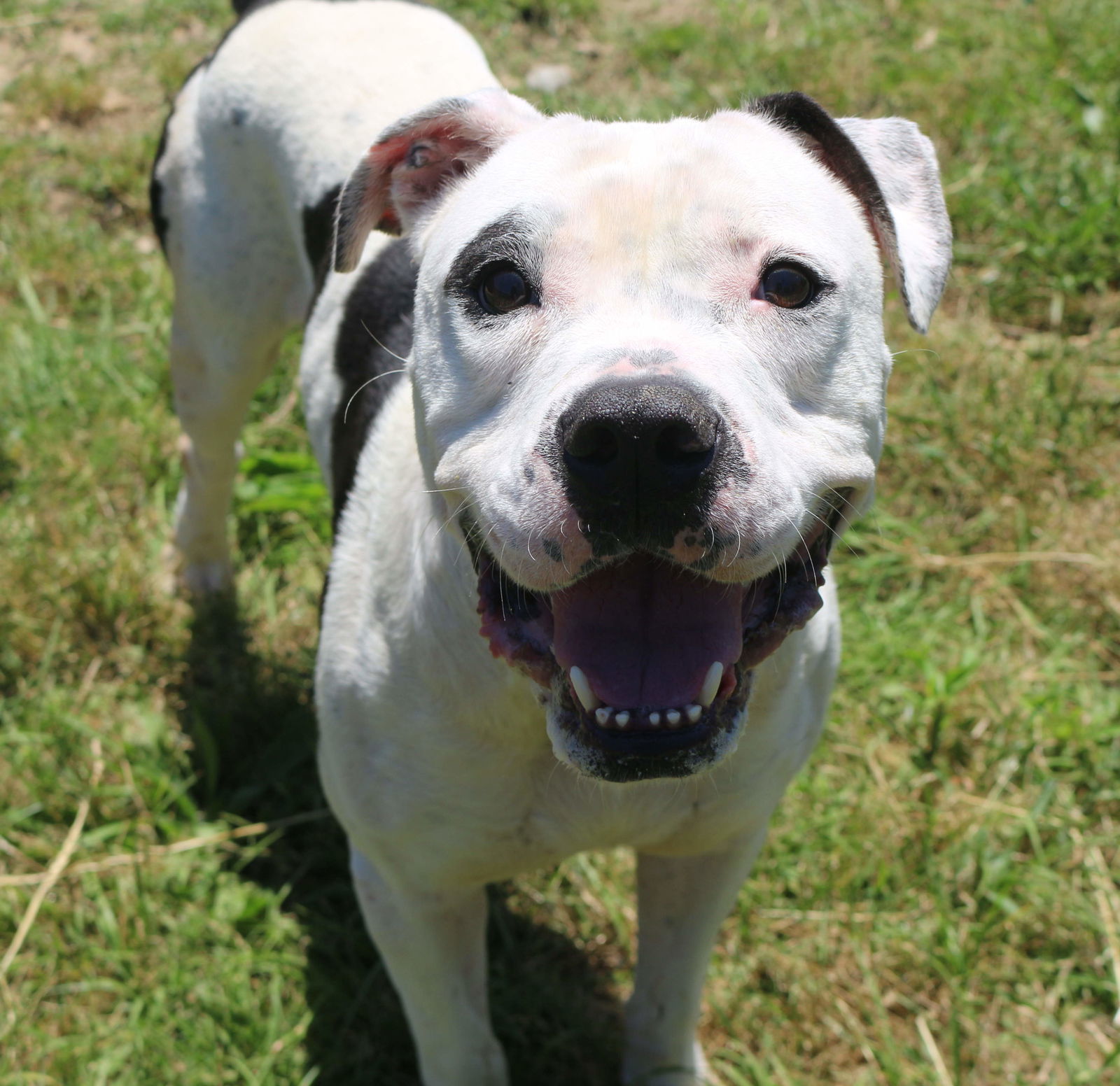 Berkley, an adoptable American Bulldog in Jackson, MS, 39213 | Photo Image 1