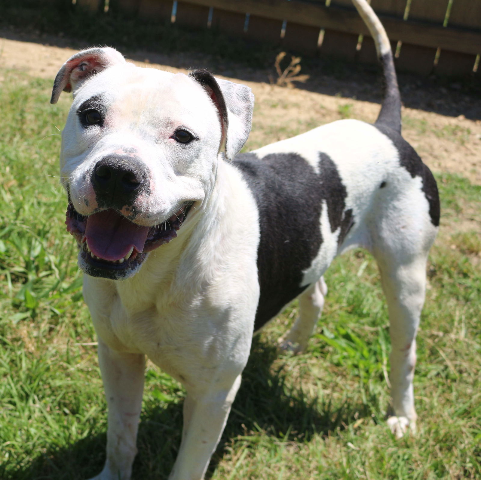 Berkley, an adoptable American Bulldog in Jackson, MS, 39213 | Photo Image 2