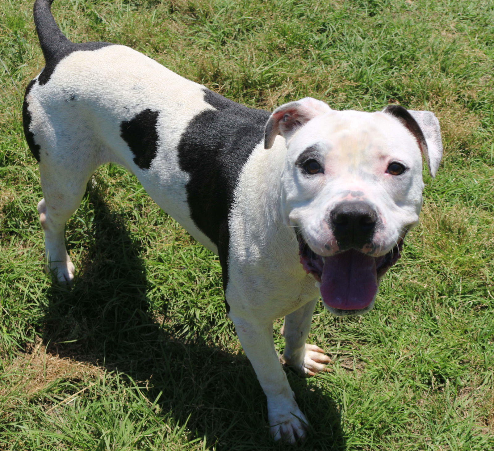 Berkley, an adoptable American Bulldog in Jackson, MS, 39213 | Photo Image 3