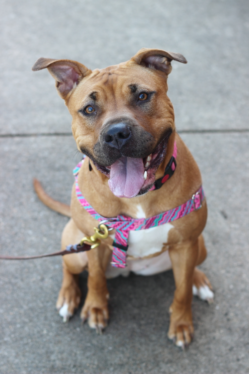 Penny, an adoptable Pit Bull Terrier in Reisterstown, MD, 21136 | Photo Image 1