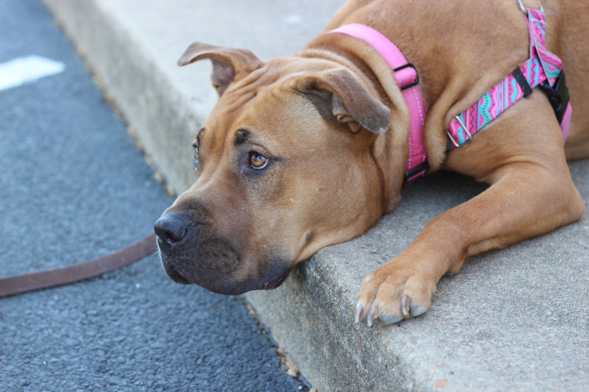 Penny, an adoptable Pit Bull Terrier in Reisterstown, MD, 21136 | Photo Image 3