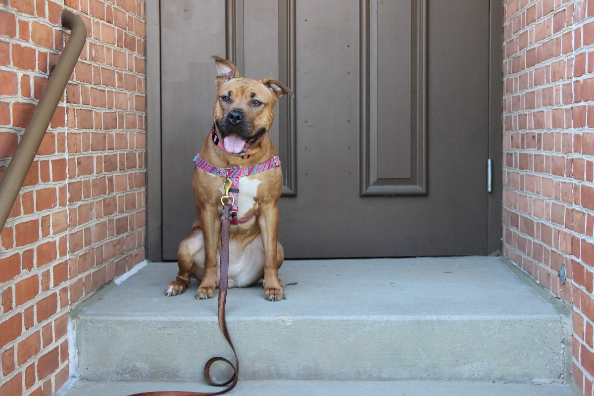 Penny, an adoptable Pit Bull Terrier in Reisterstown, MD, 21136 | Photo Image 4