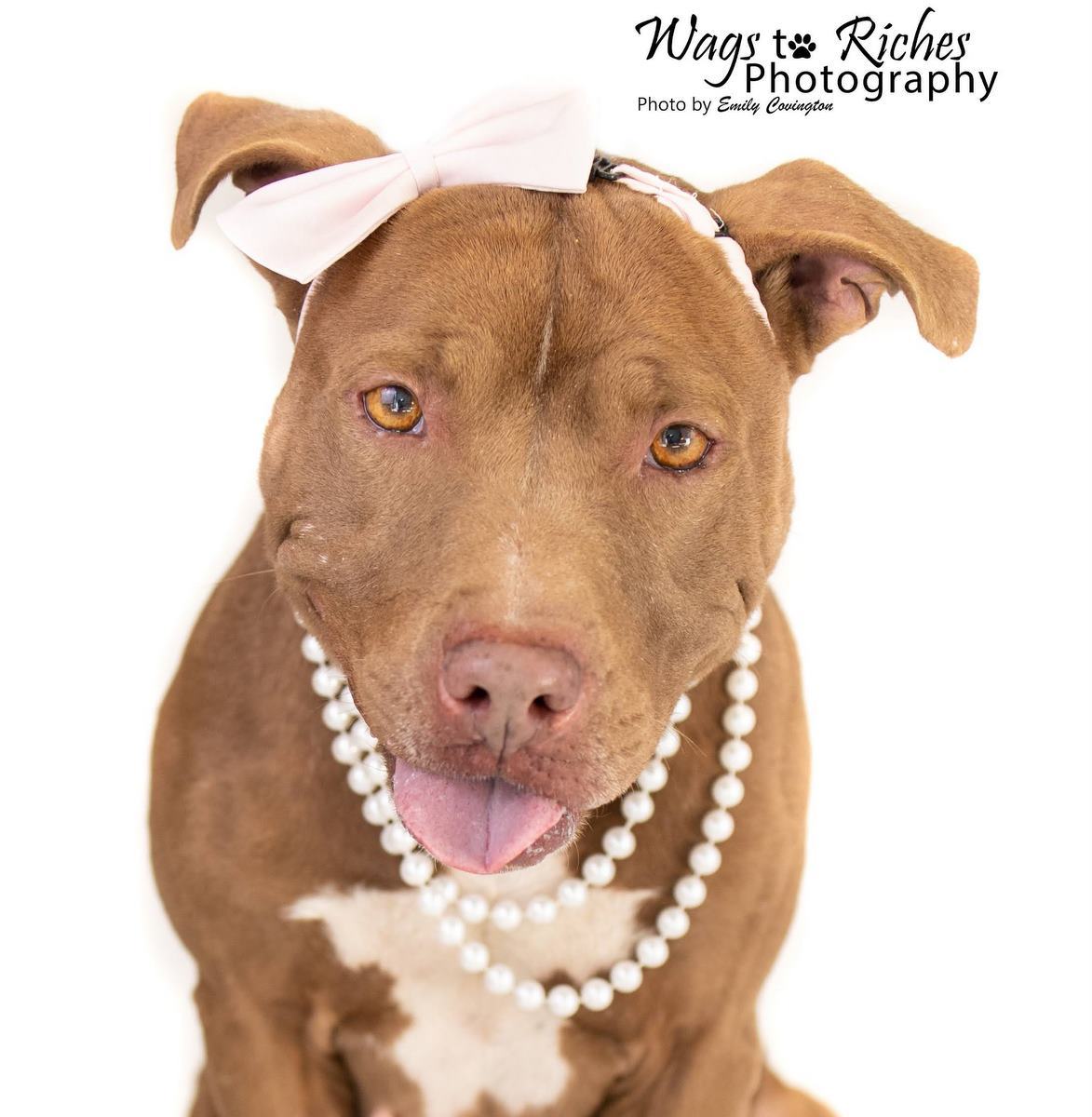 Storm, an adoptable Pit Bull Terrier in Anniston, AL, 36201 | Photo Image 1