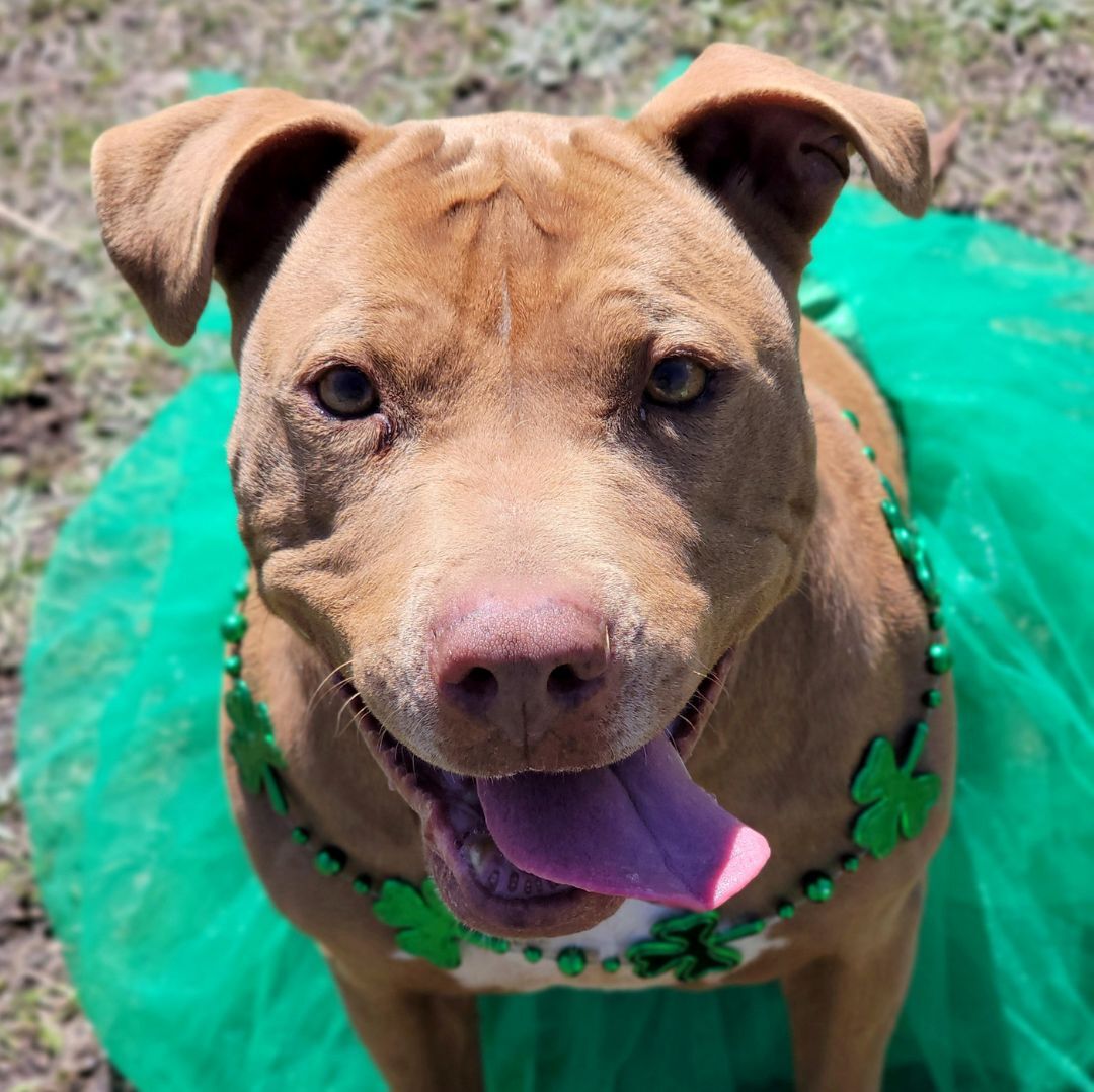 Storm, an adoptable Pit Bull Terrier in Anniston, AL, 36201 | Photo Image 2