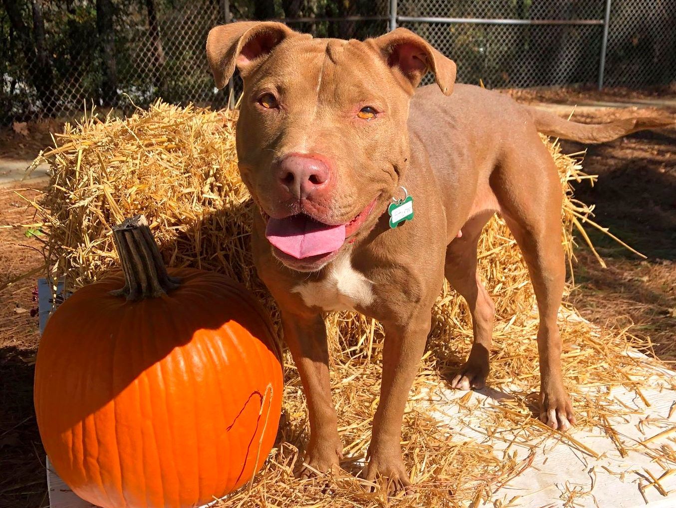 Storm, an adoptable Pit Bull Terrier in Anniston, AL, 36201 | Photo Image 3