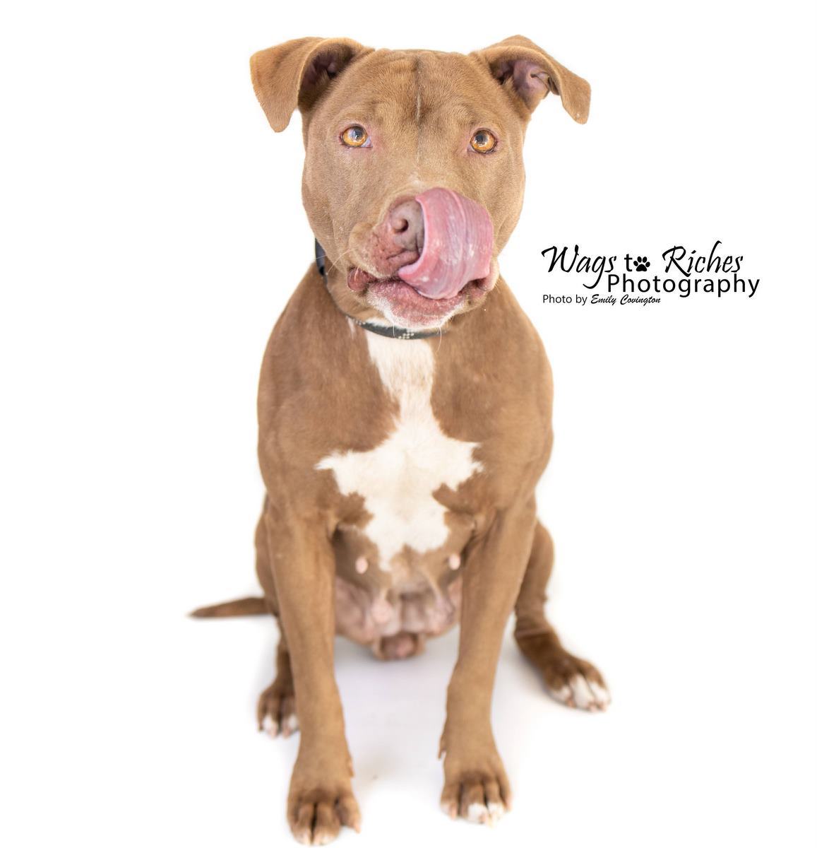 Storm, an adoptable Pit Bull Terrier in Anniston, AL, 36201 | Photo Image 4