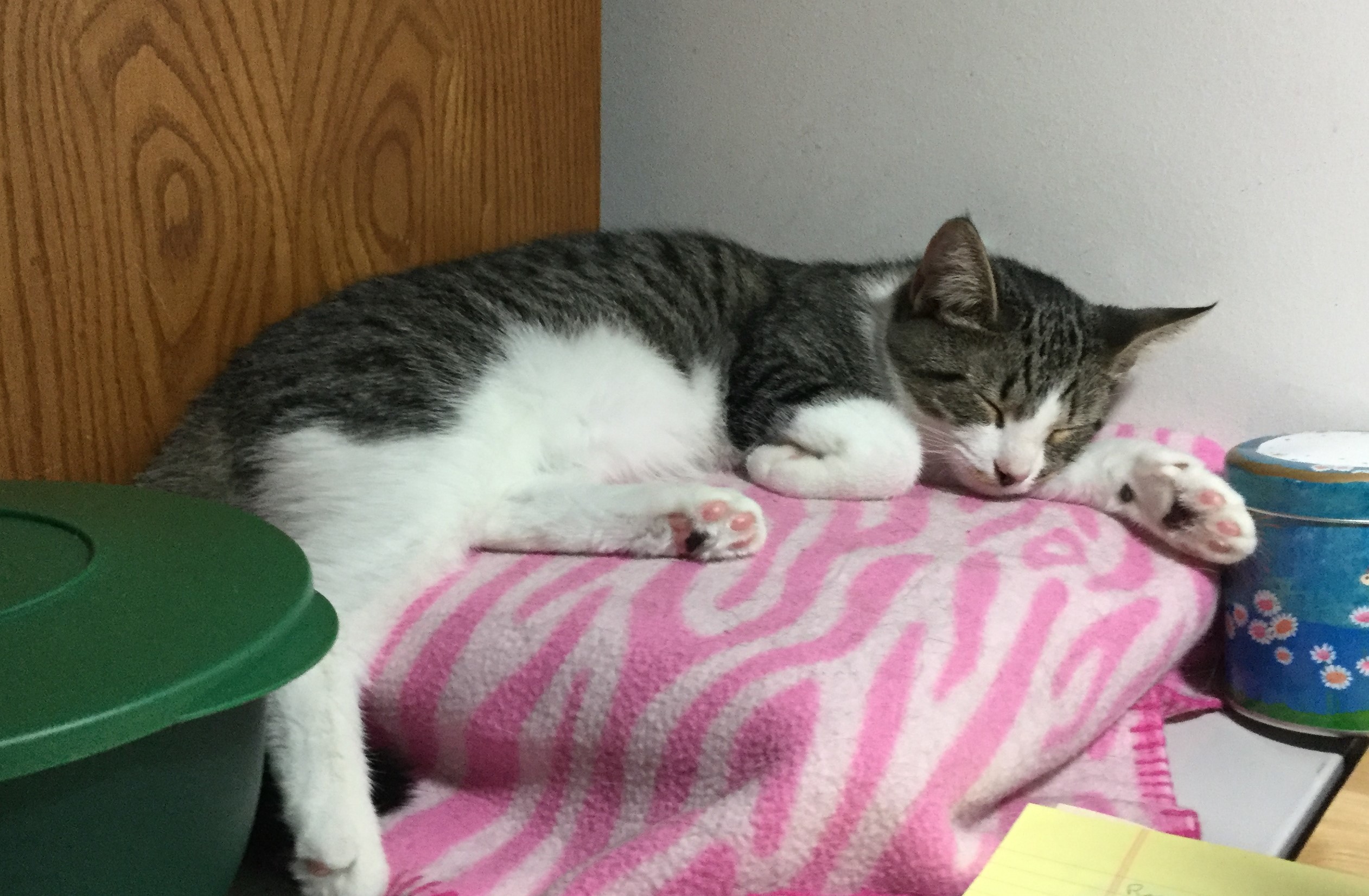 Bumps, an adoptable Domestic Short Hair in Henrico, VA, 23242 | Photo Image 6